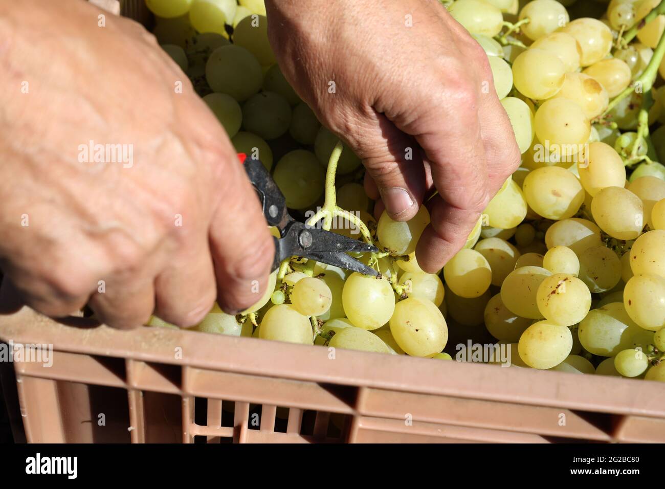 Table grape harvest Stock Photo Alamy