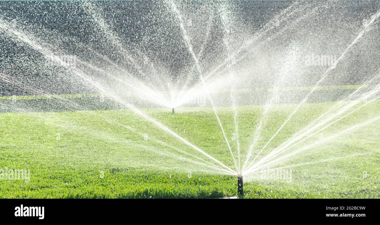 Garden irrigation system lawn. Automatic lawn sprinkler watering green grass.  Selective focus Stock Photo - Alamy