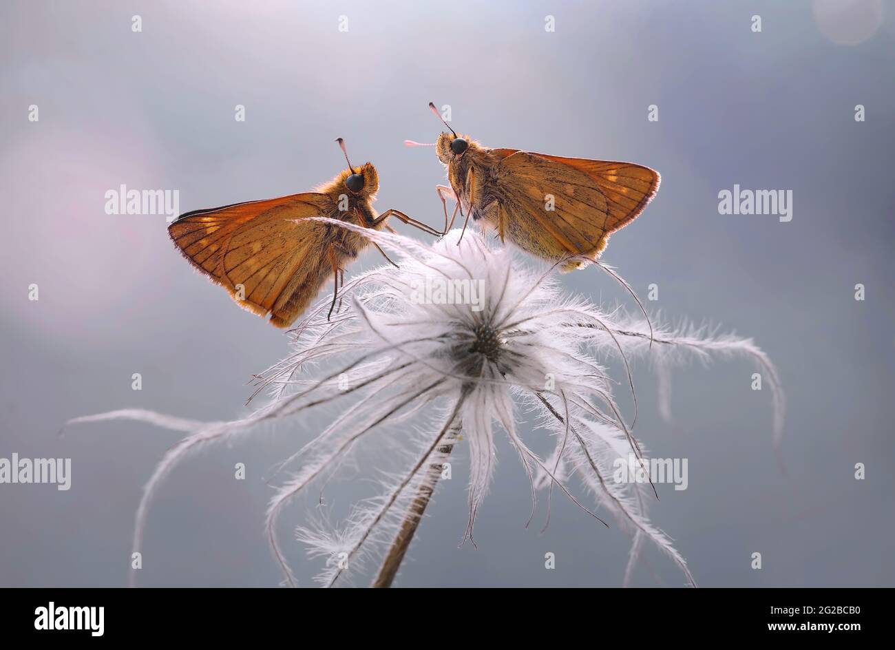 Orange butterfly- Thymelicus sylvestris Stock Photo