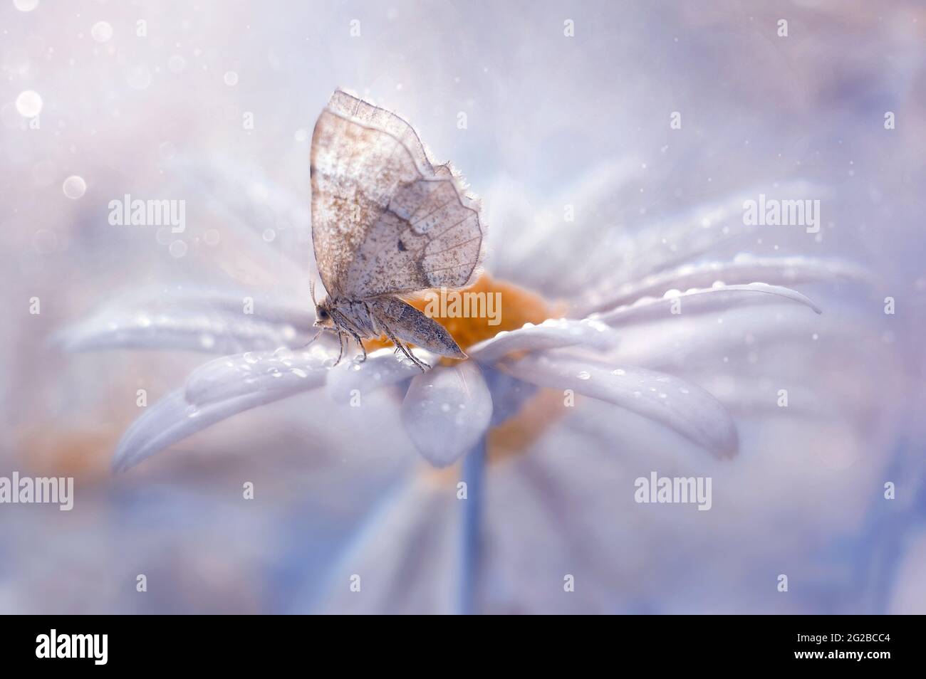 White butterfly on a daisy Stock Photo