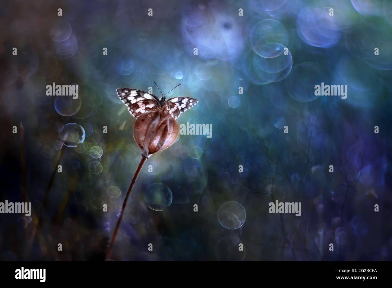 Butterflies (Melanargia galathea) Amazing butterflies in poppy composition with bokeh effect in the background Stock Photo