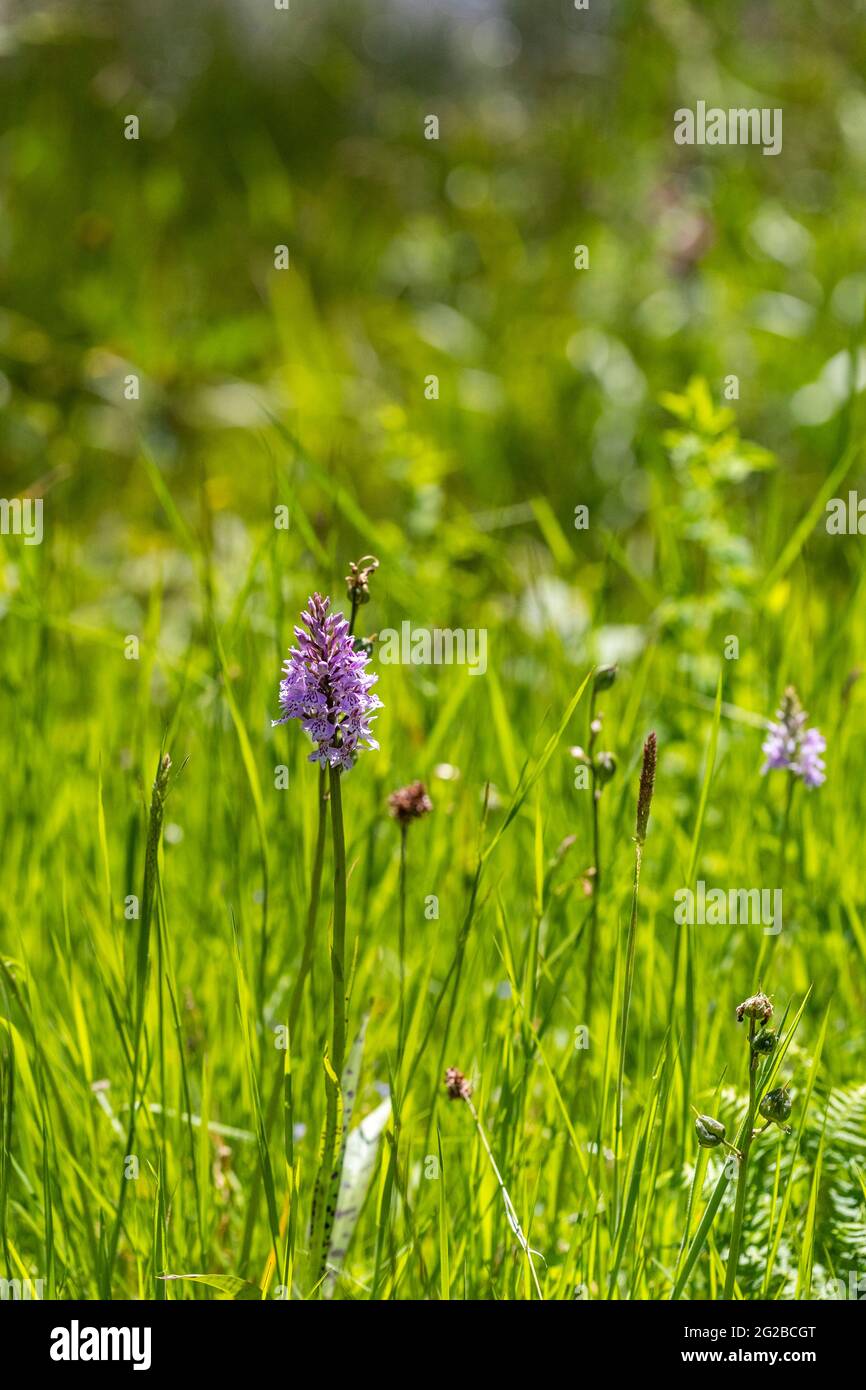 Wild Common spotted orchids - Dactylorhiza fuchsii - on the pond bank. Lydney Park gardens. Stock Photo