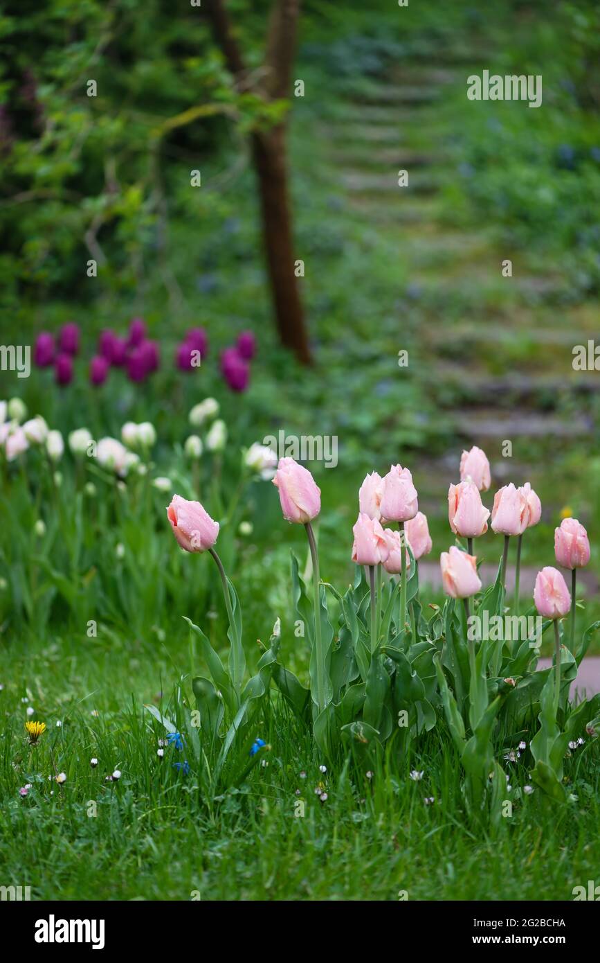 Beautiful colorful tulips in the gloomy misty morning of a rainy day. Old wooden stairs on the background. Stock Photo