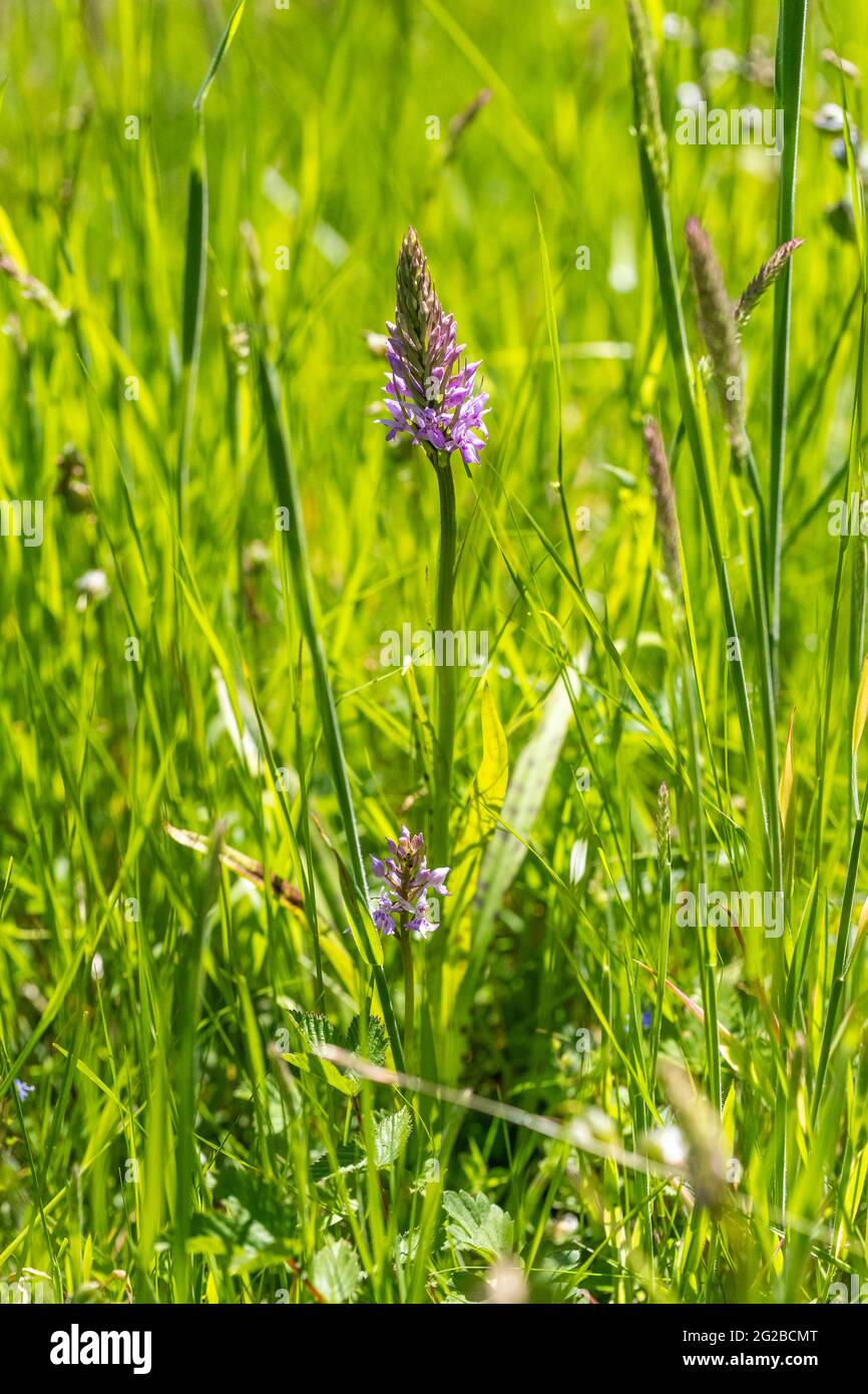 Wild Common spotted orchids - Dactylorhiza fuchsii - on the pond bank. Lydney Park gardens. Stock Photo