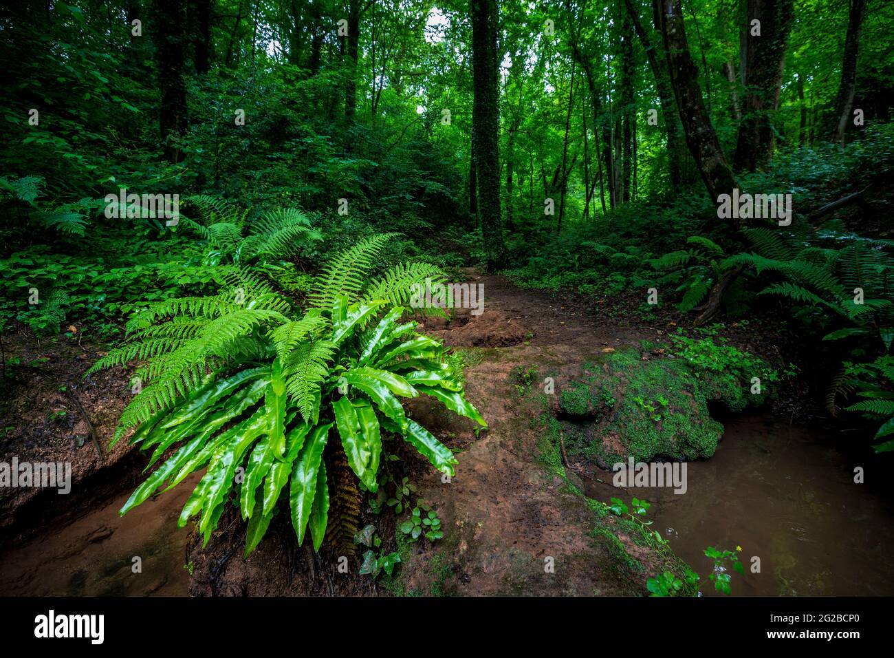 Ferns growing woodland hi-res stock photography and images - Alamy