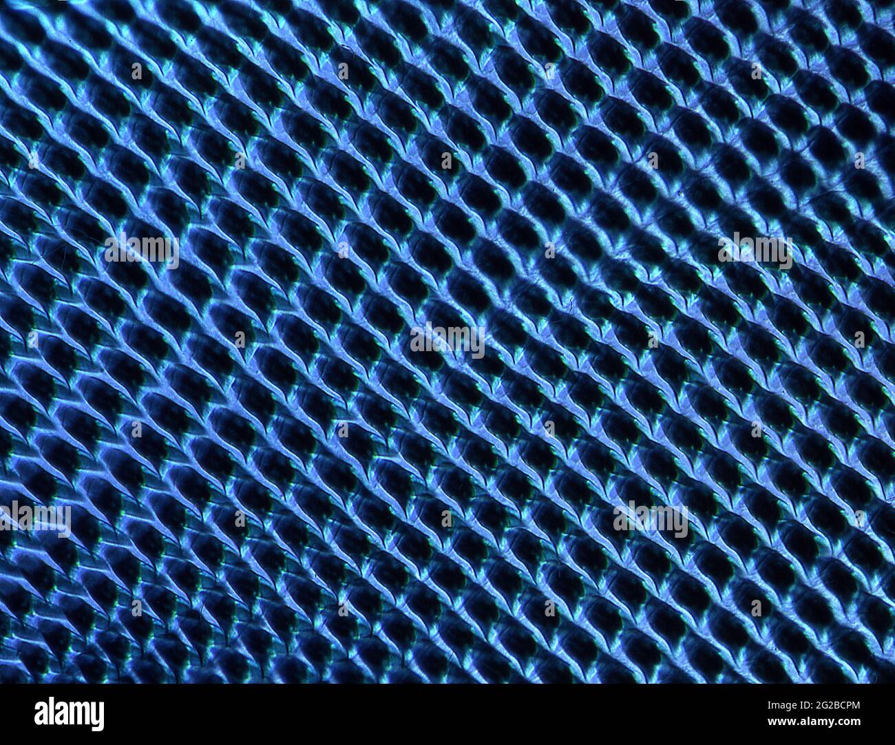 Rasping tongue hi-res stock photography and images - Alamy