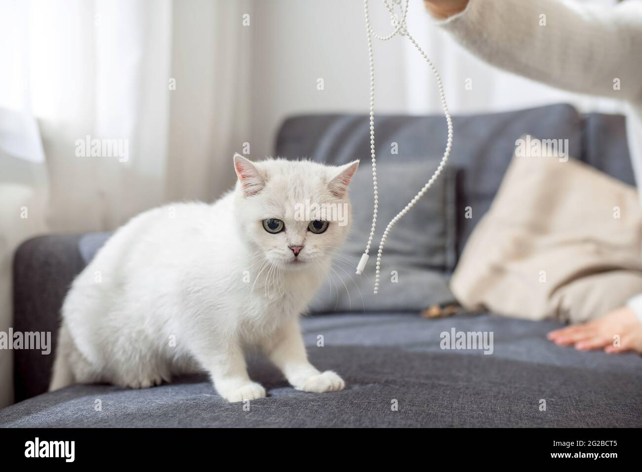 Close up picture of a cute white cat Stock Photo - Alamy