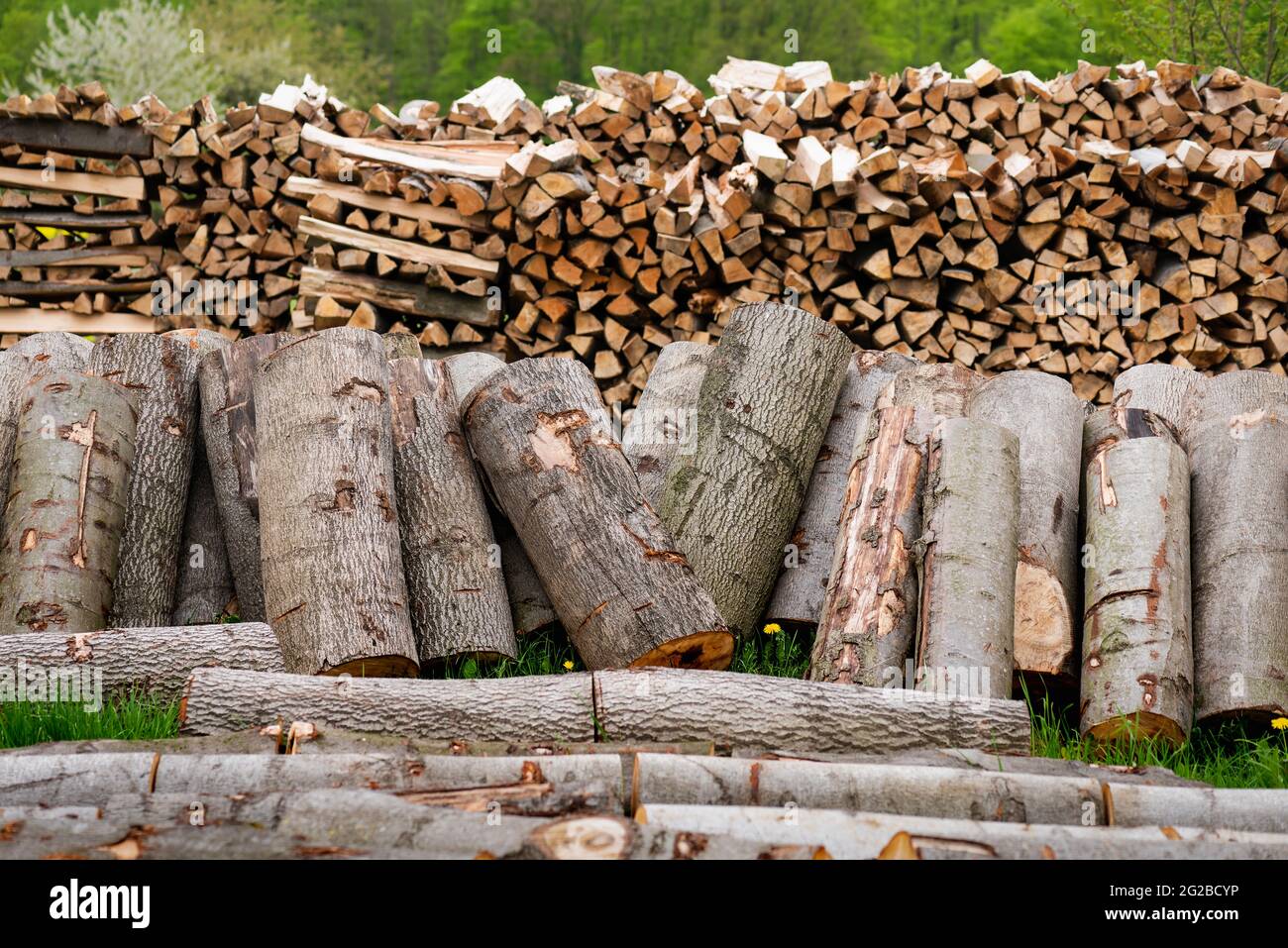 Many sections of logs firewood stacked in the open air. Log trunks pile, the logging timber forest wood industry. Stock Photo