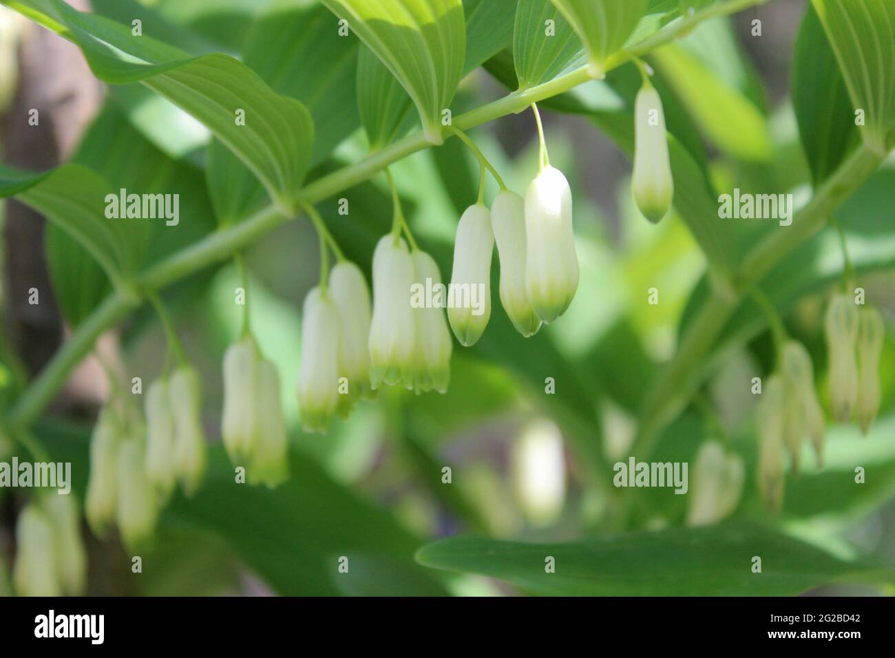 Spring growing flowers and nature that comes alive. Stock Photo