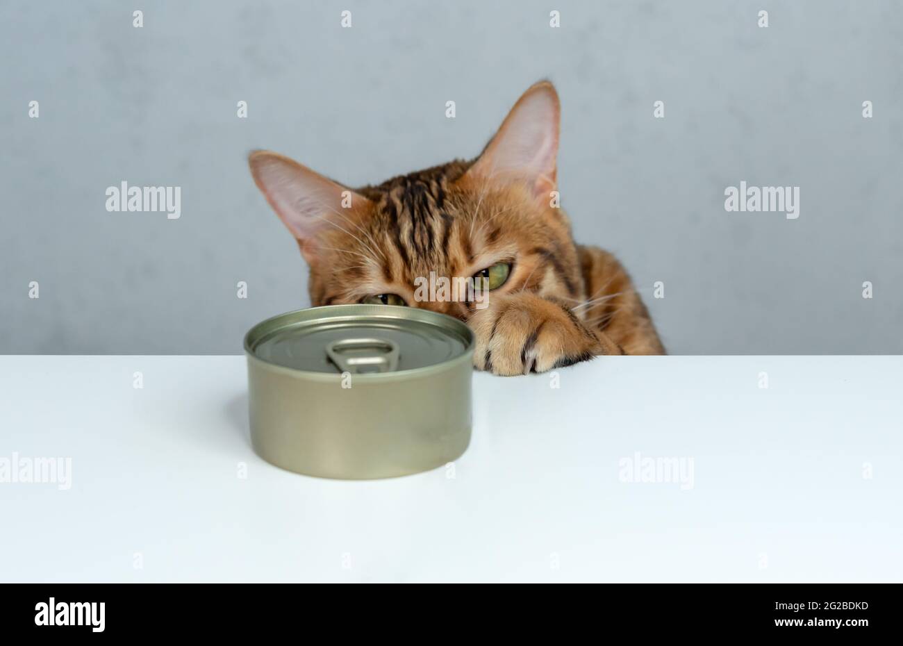 Funny Bengal cat tries to steal wet food from the table Stock Photo Alamy