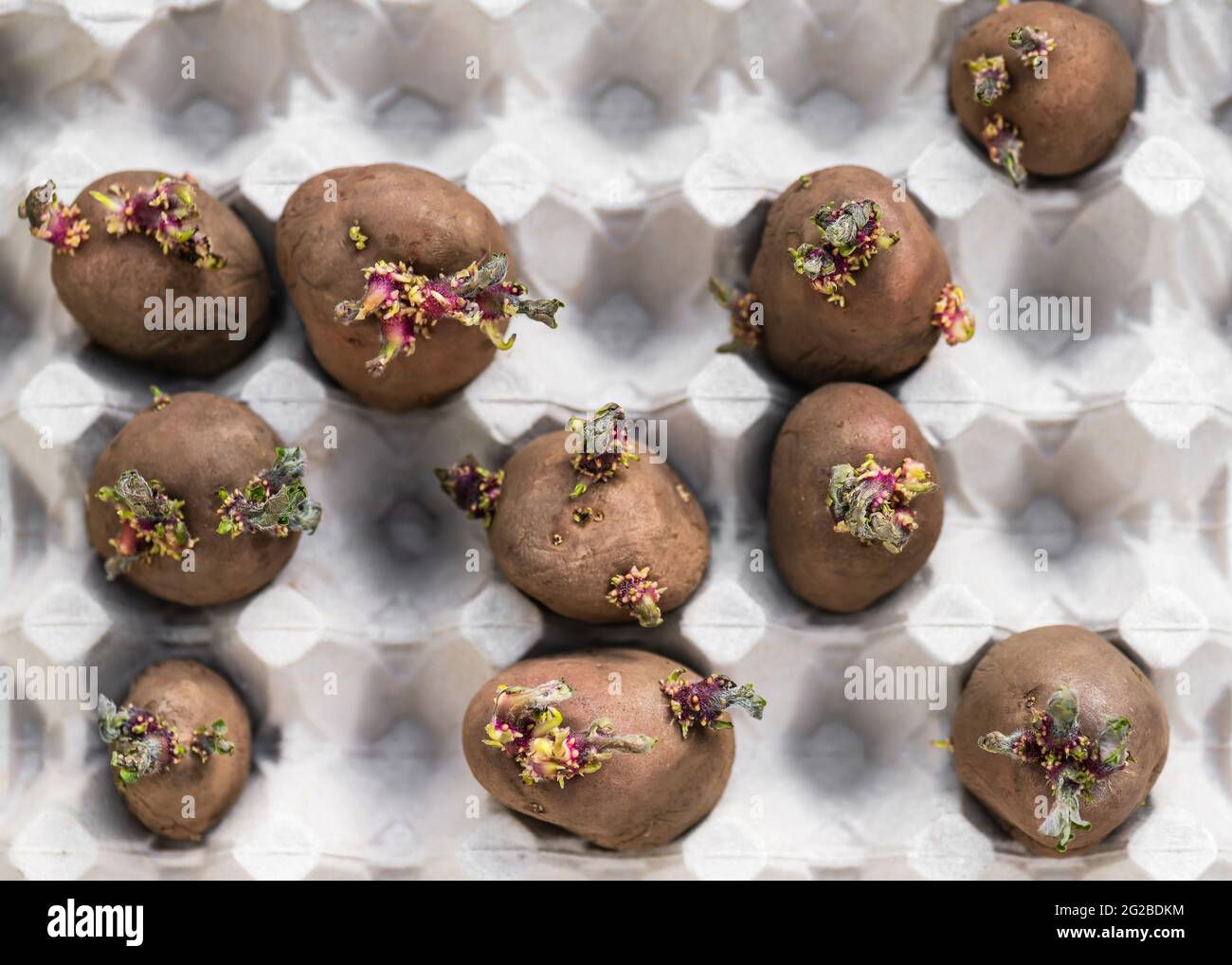 Different sorts of potato with sprouts for spring planting on the old