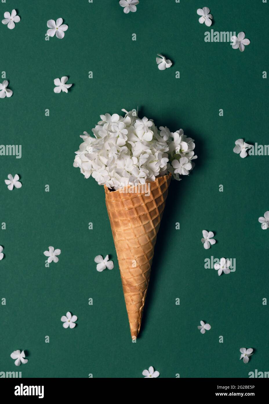 Creative still life of an ice cream waffle cone with white blossom of Snowball on green background. Stock Photo