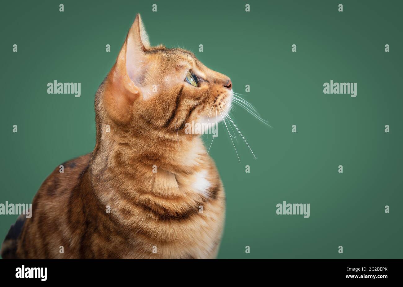 Ginger Bengal cat with green eyes isolated on green background. Side view Stock Photo