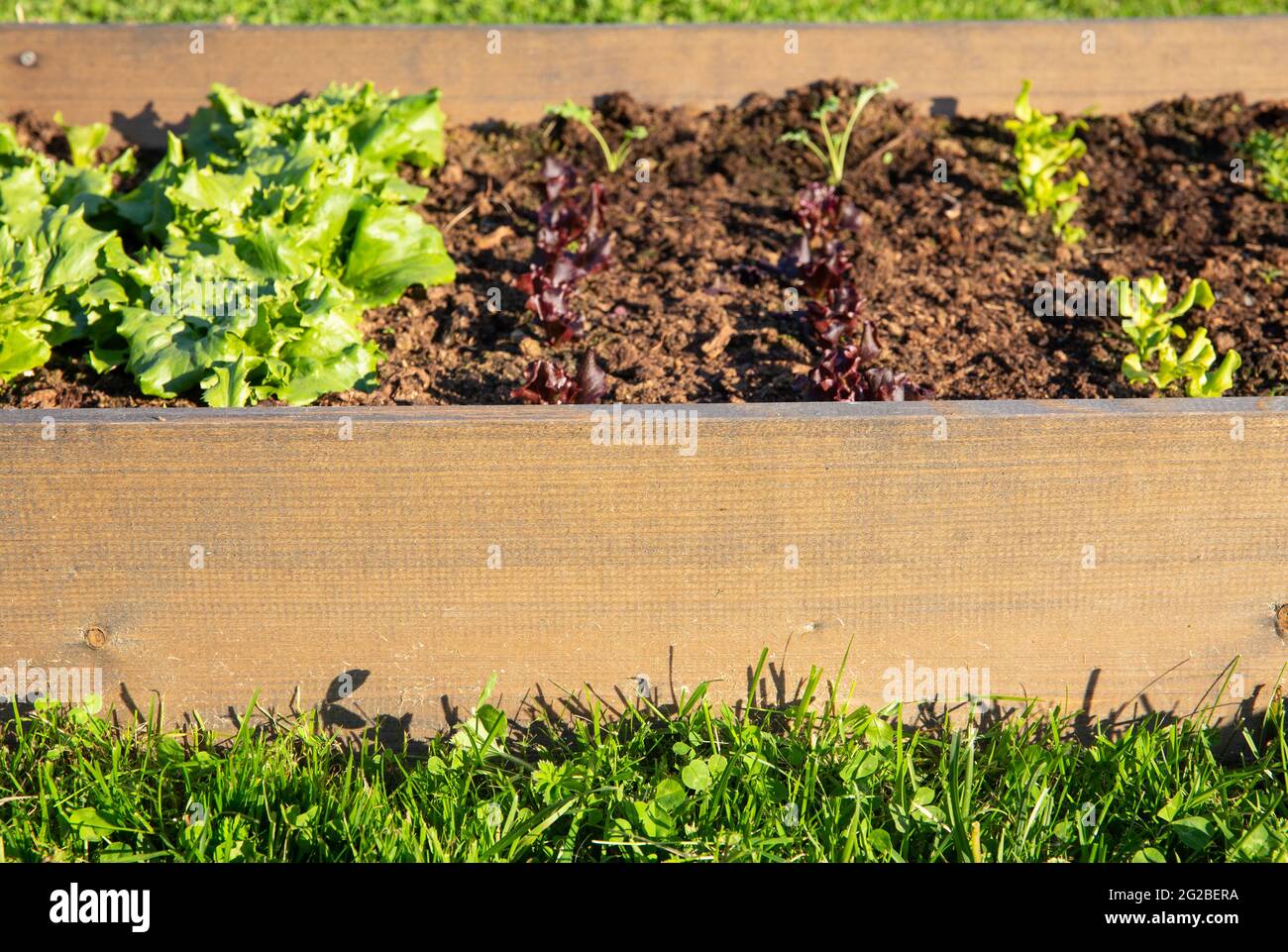 Selective focus on heat treated wood raised garden bed. Boxes filled with soil and with various vegetable plants growing inside small field. Stock Photo