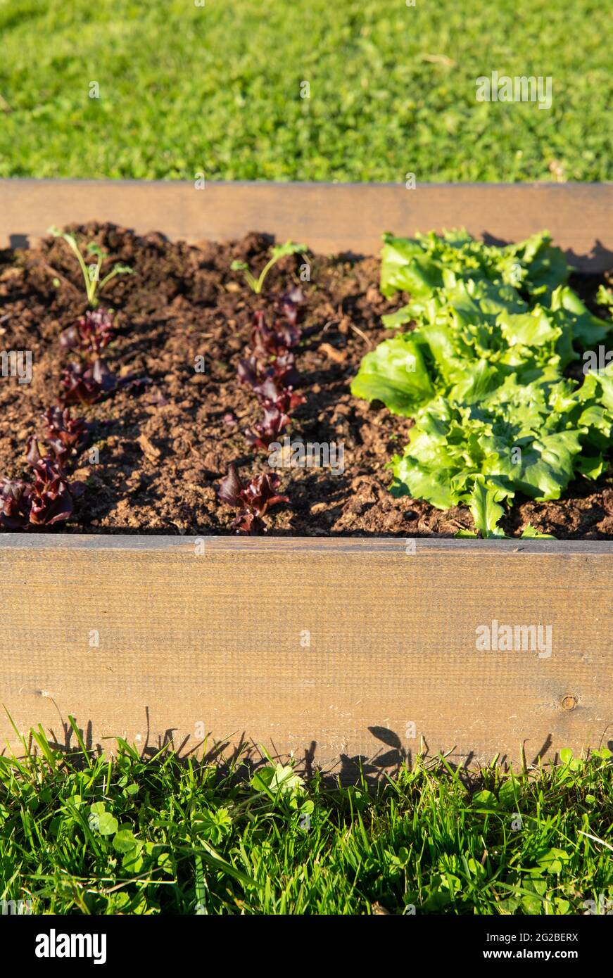 Selective focus on heat treated wood raised garden bed. Boxes filled with soil and with various vegetable plants growing inside small field. Stock Photo