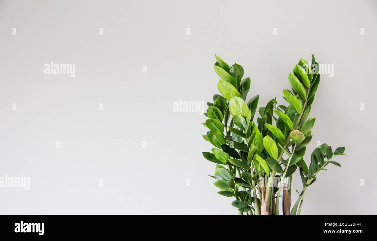 Zamioculcas Zamiifolia Plant on a light background close-up large leaves Green Modern Houseplants Minimalistic Concept of Creative Home decor Stock Photo