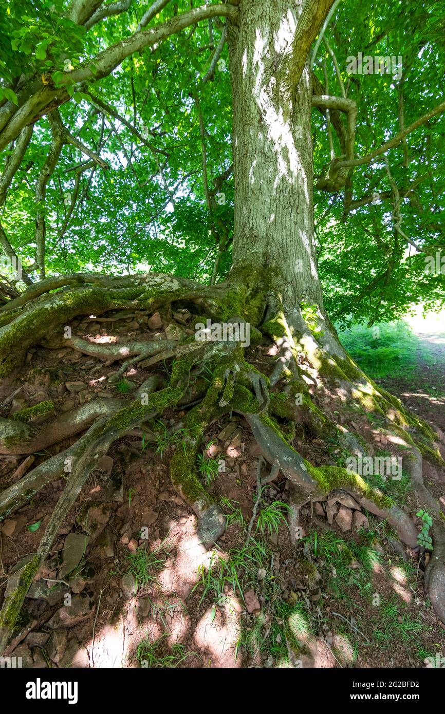 Tangled tree roots on a mound on a gate at Lydney Park Spring Gardens ...