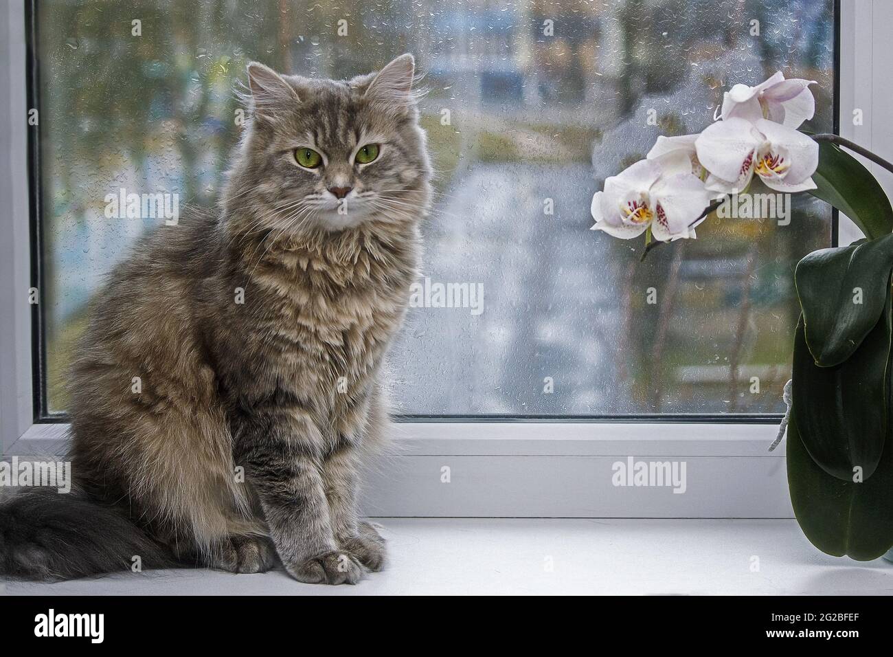 Adorable cat posing on a balcony with flowers Stock Photo