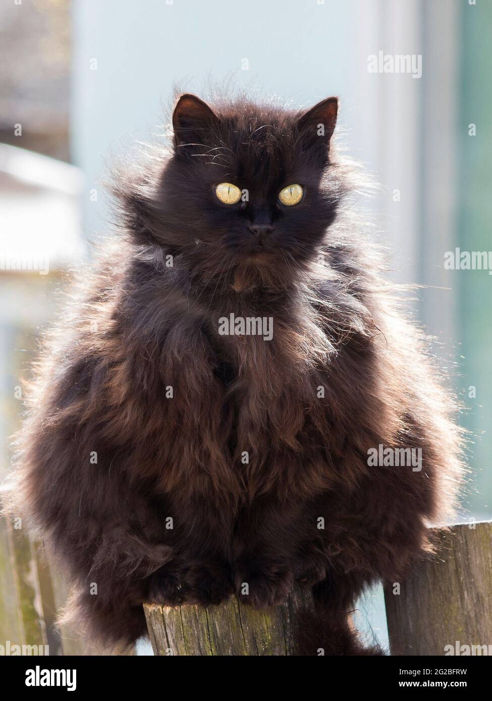 Adorable black cats walking outdoor Stock Photo Alamy