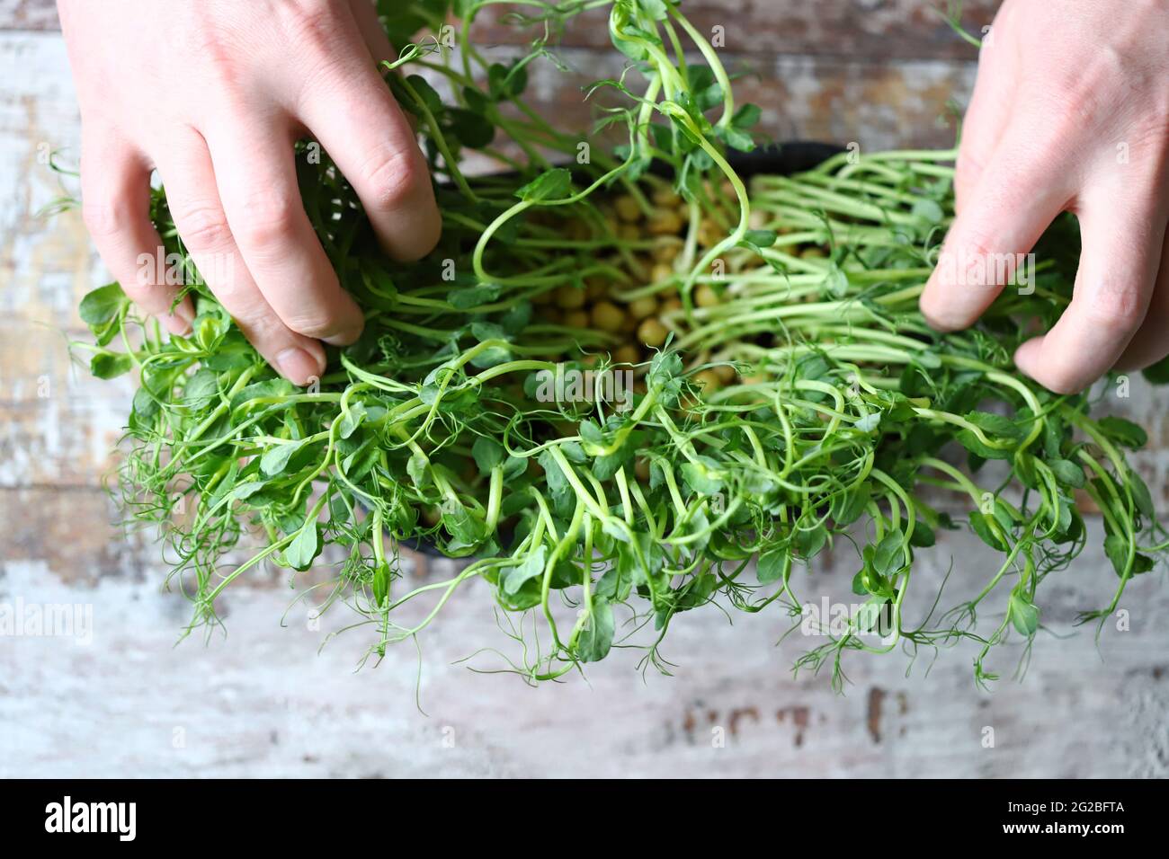 Hands touch the microgreen. Pea microgreens are a source of vitamins and minerals. Stock Photo