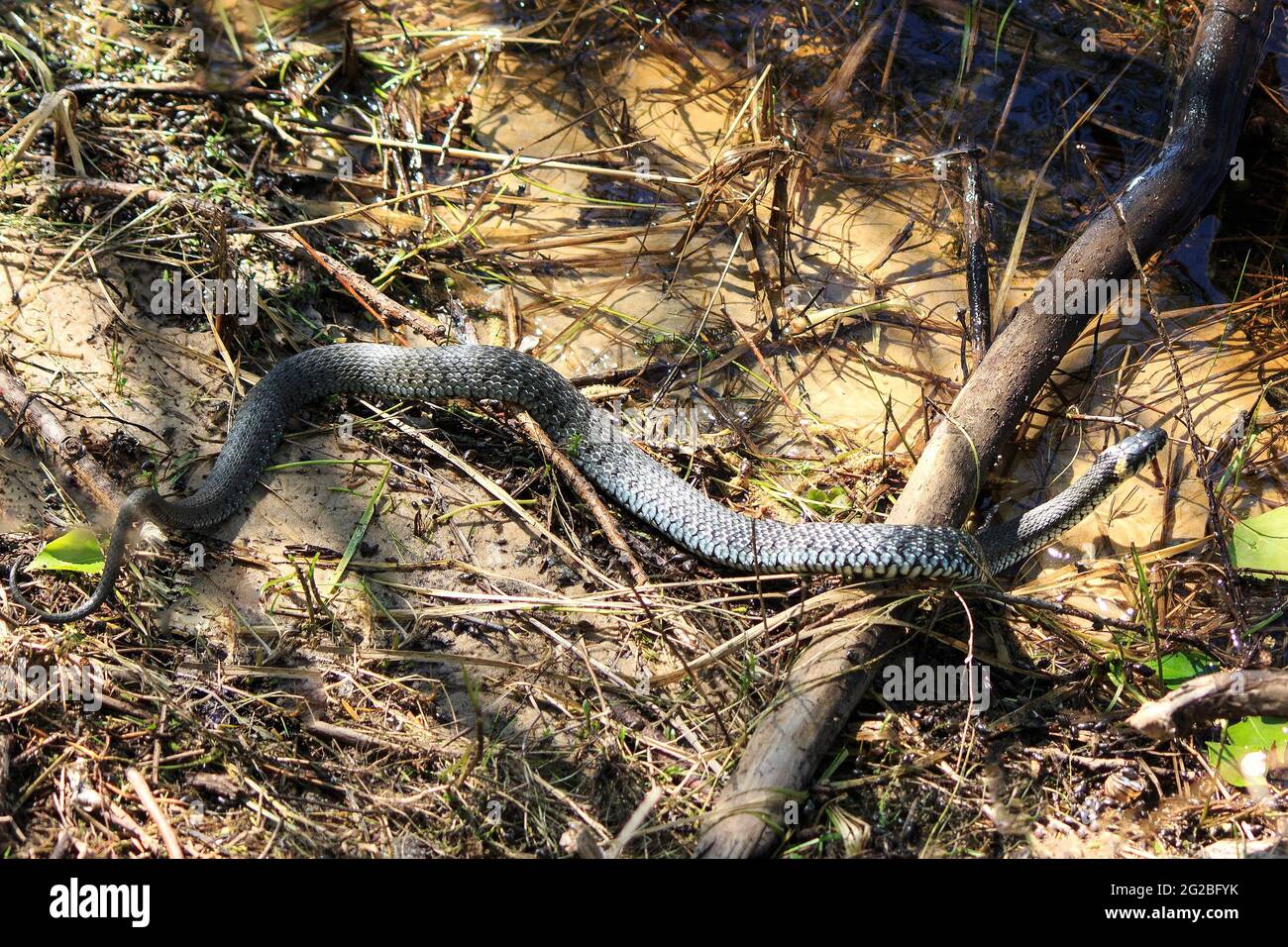Snake creeping out of the river Stock Photo