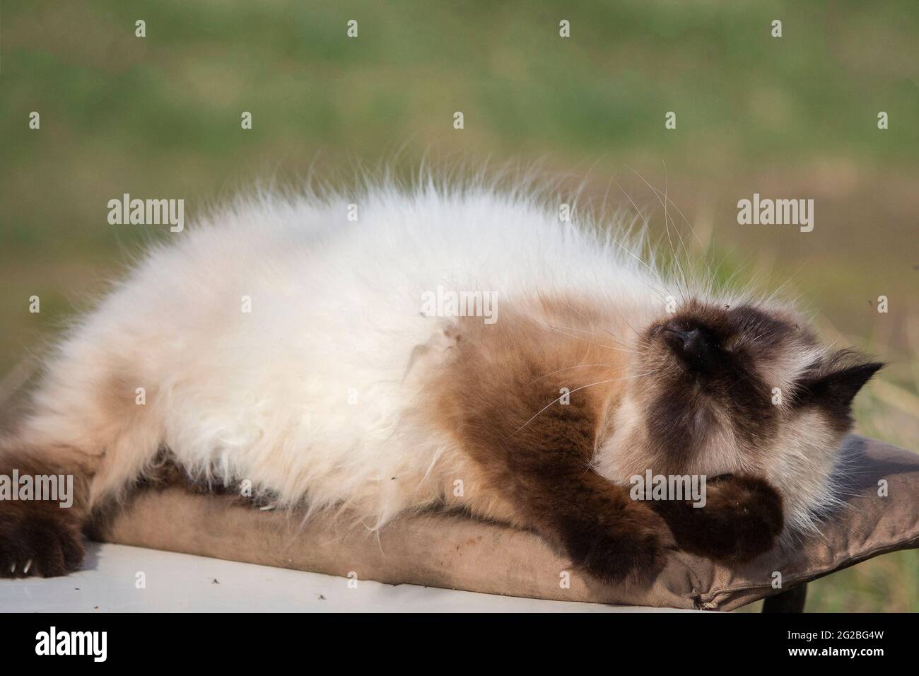 Sleeping cat in funny pose Stock Photo