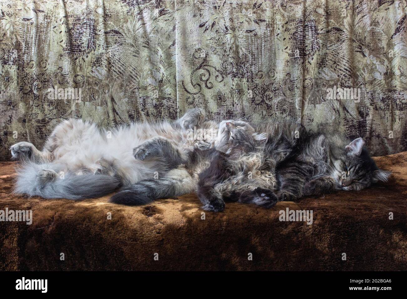 Sleeping cat in funny pose Stock Photo - Alamy