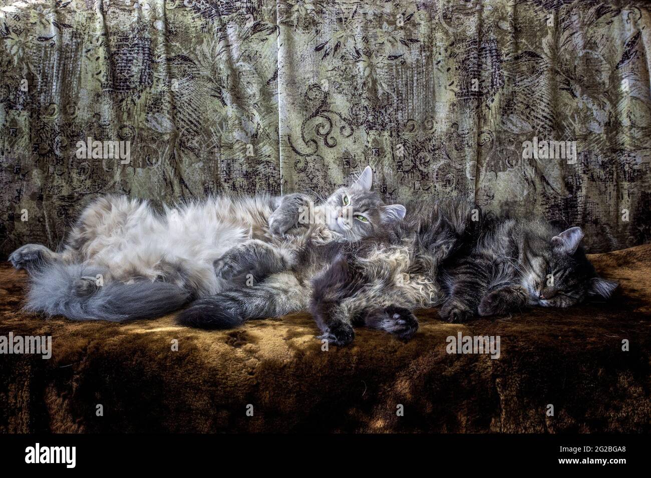 Sleeping cat in funny pose Stock Photo - Alamy