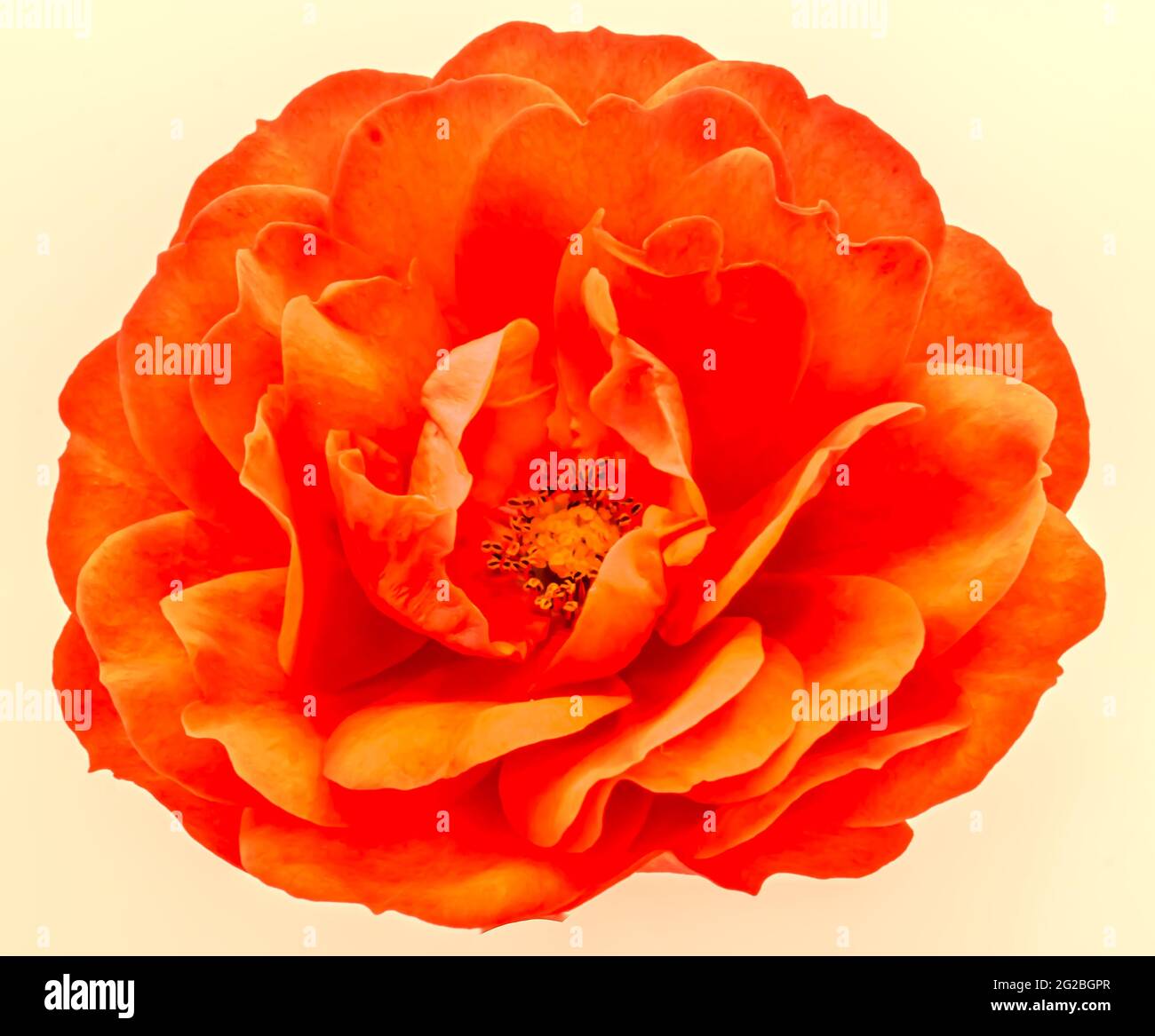 single red rose in bloom isolated on a cream background. Stock Photo