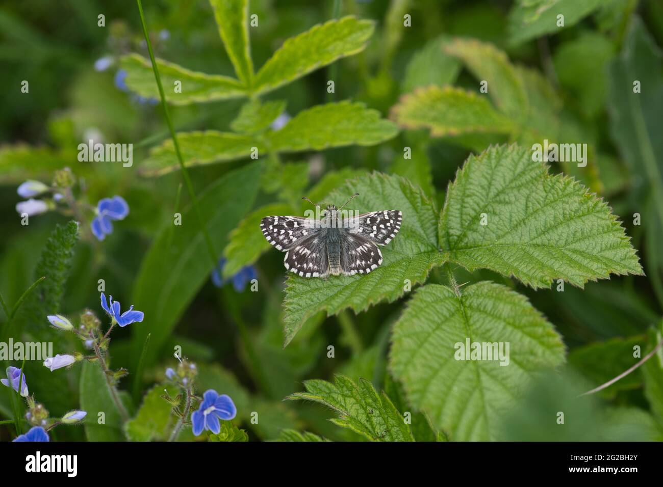 Grizzled skipper ) Pyrgus malvae) butterfly, upperside Stock Photo