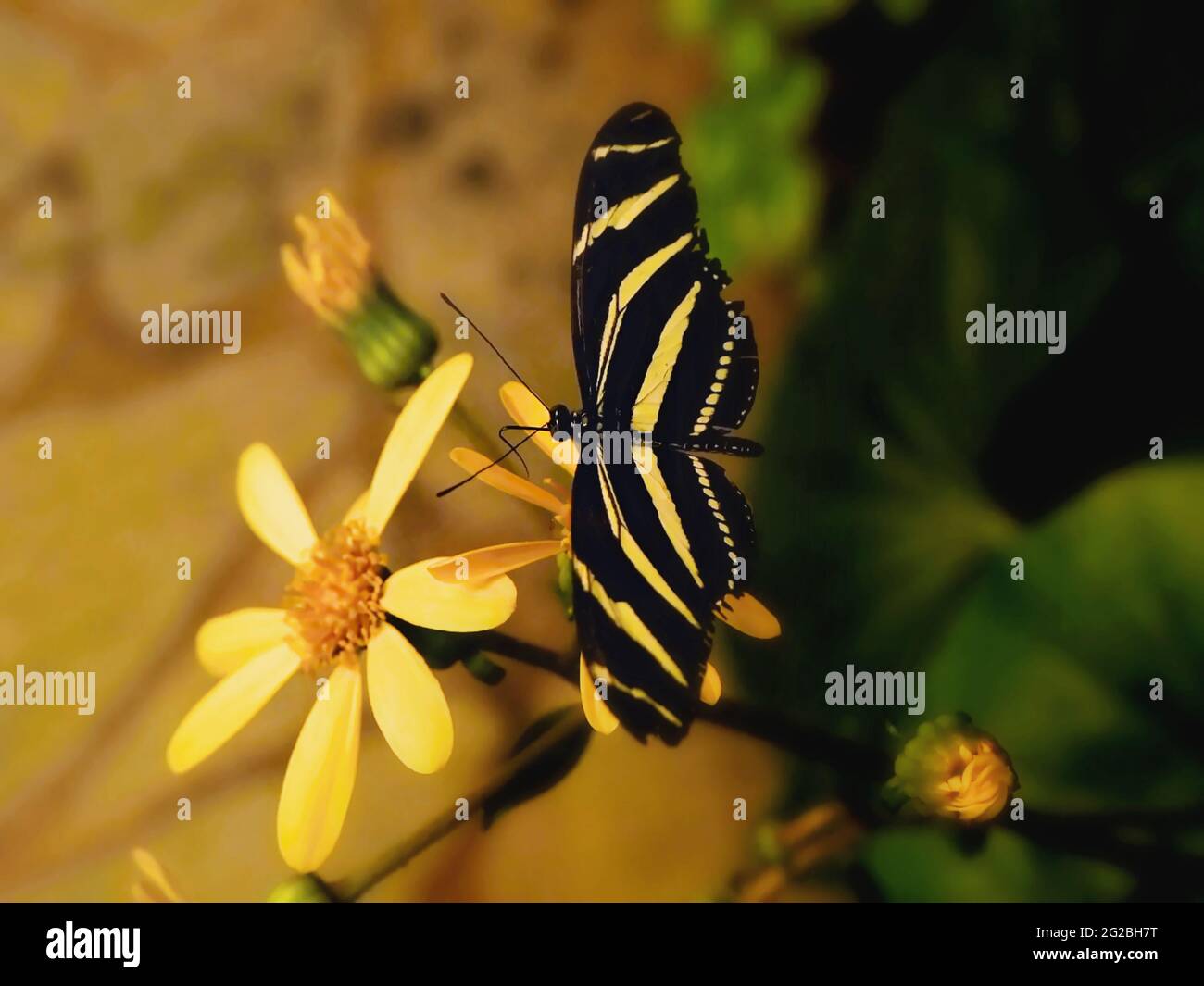 A black and yellow striped butterfly, a 'Heliconius charitonius', sits on a yellow flower with its wings wide open. Occurrence in Costa Rica, Malaysia Stock Photo