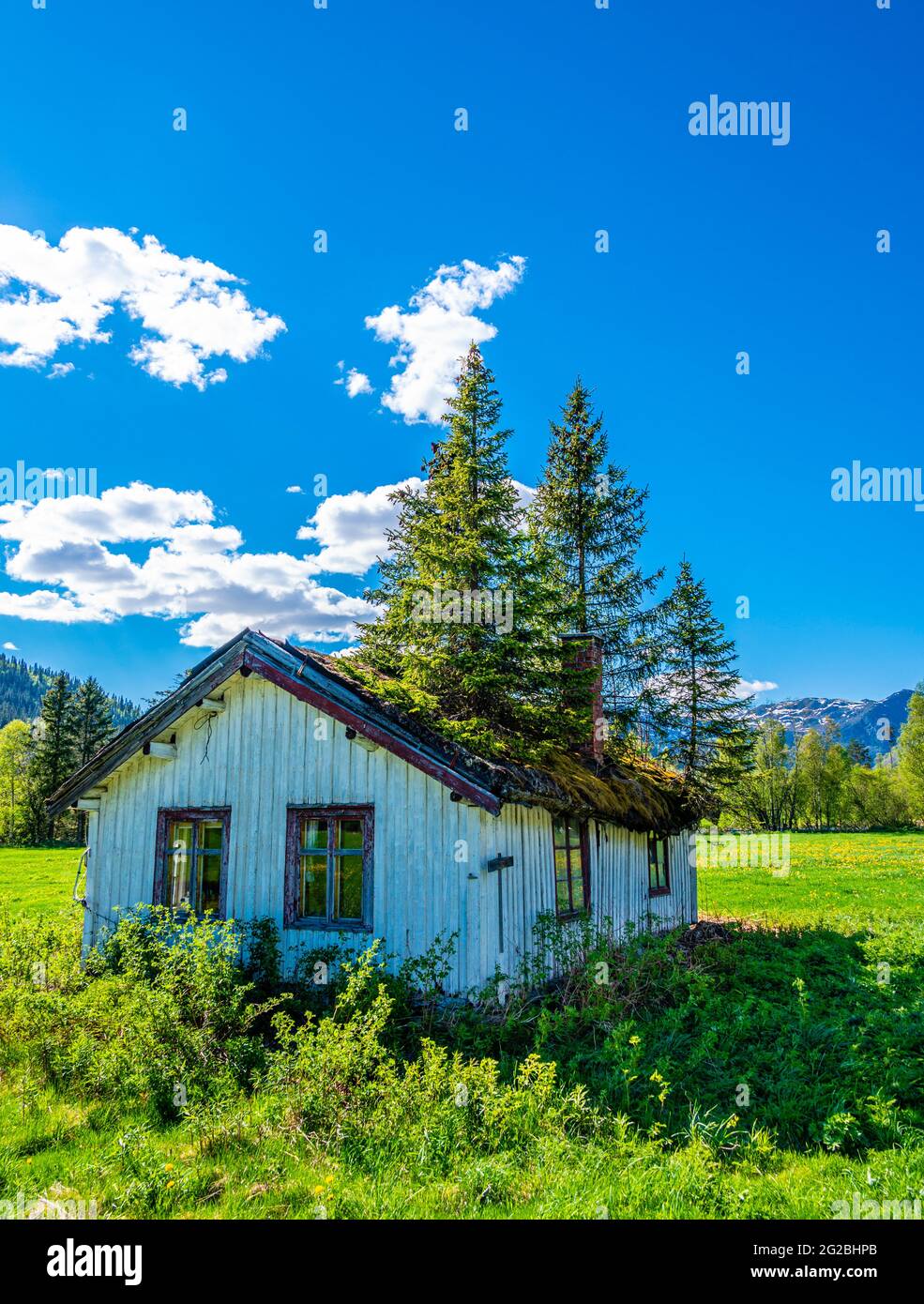 Old cottage in Hemsedal, Norway, with tall trees growing on the roof. Stock Photo