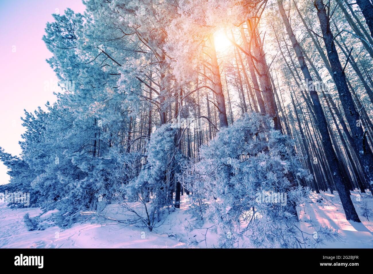 Pine trees snow perspective hi-res stock photography and images - Alamy