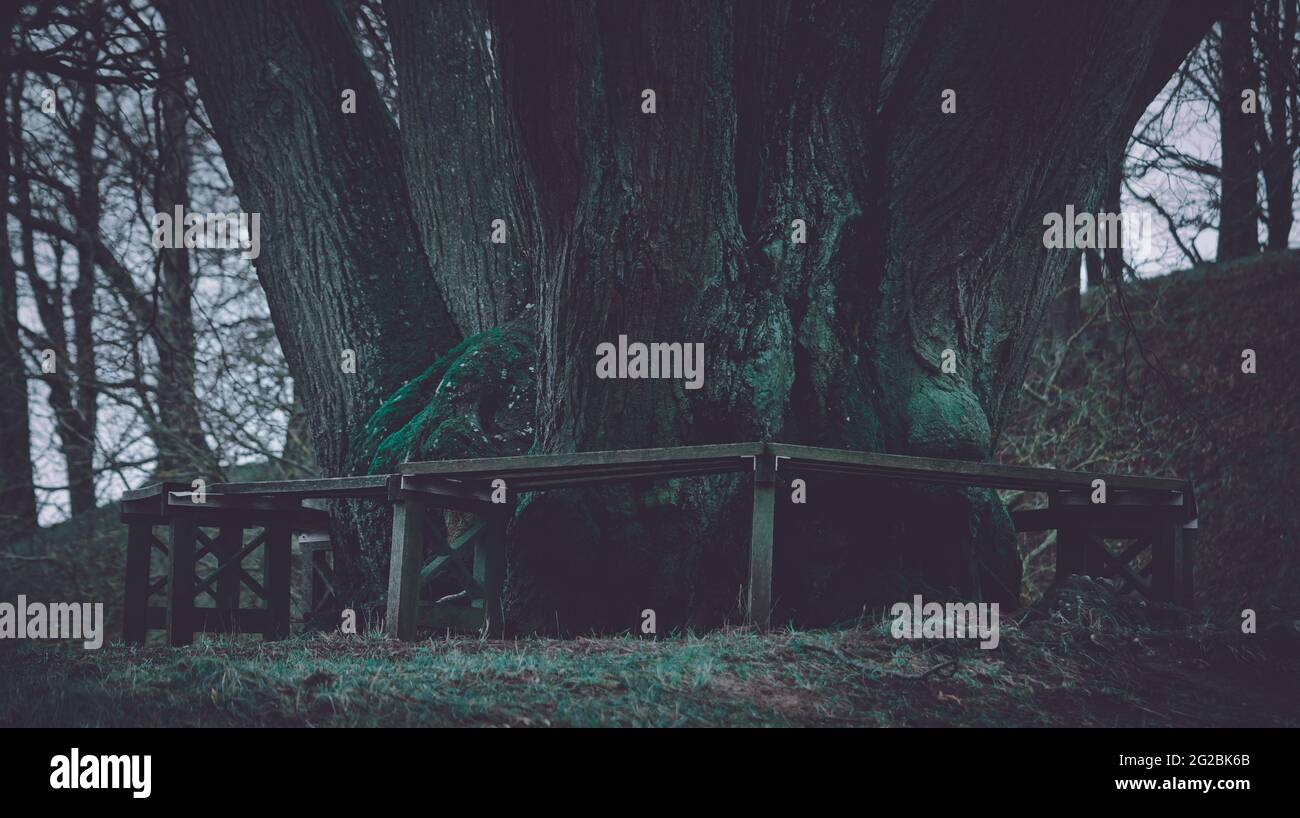 Big old oak tree in hi-res stock photography and images - Alamy