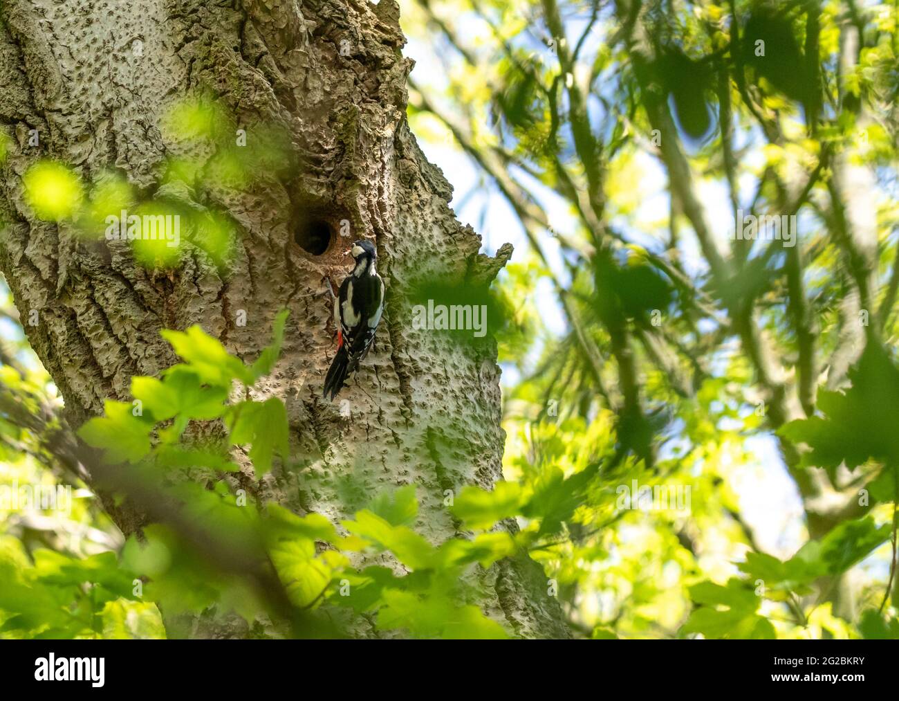 A Great Spotted Woodpecker (UK) outside her nest in a hole in a tree. Stock Photo