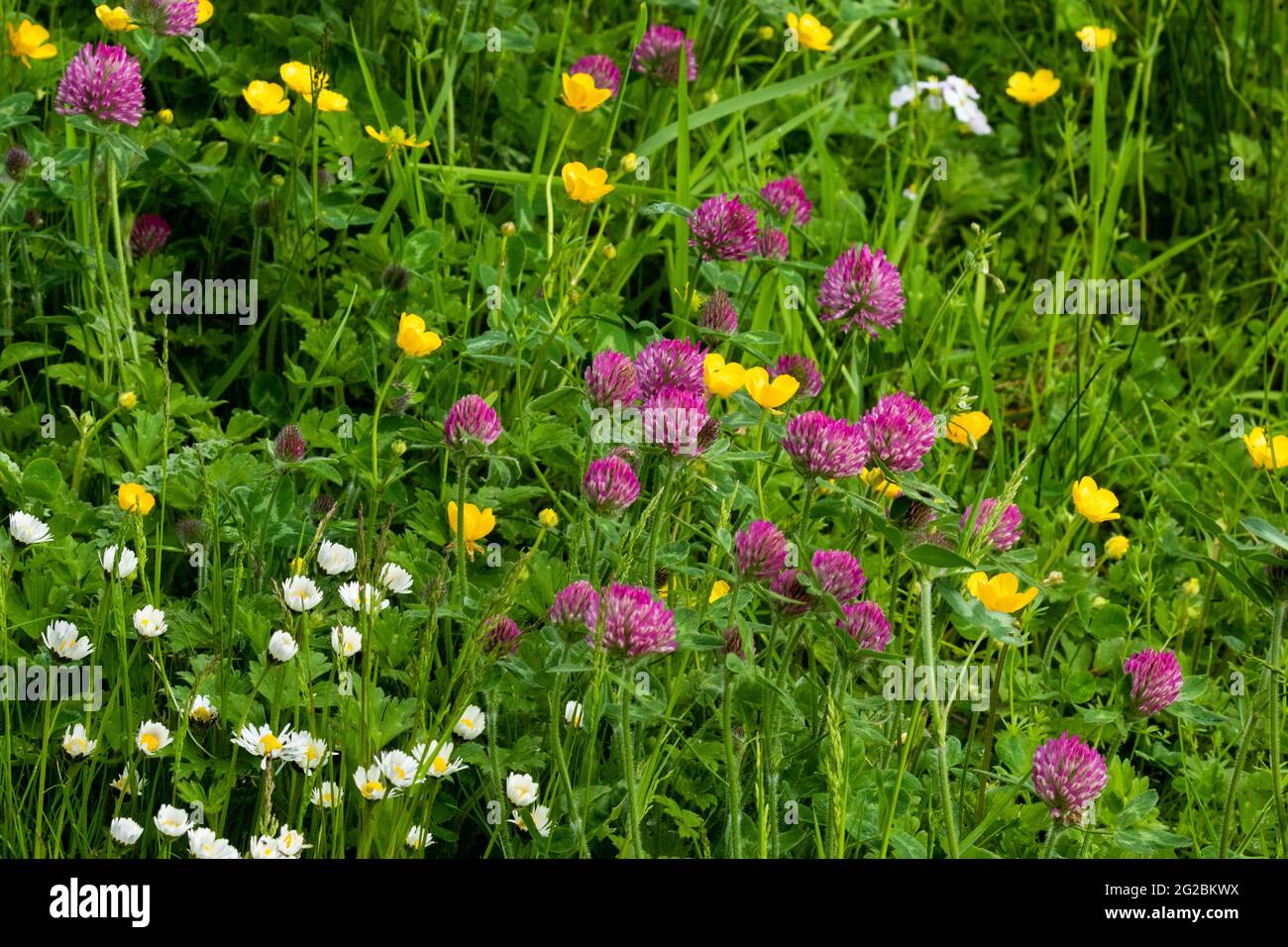 Clover, buttercups and daisies in a Yorkshire field. Stock Photo