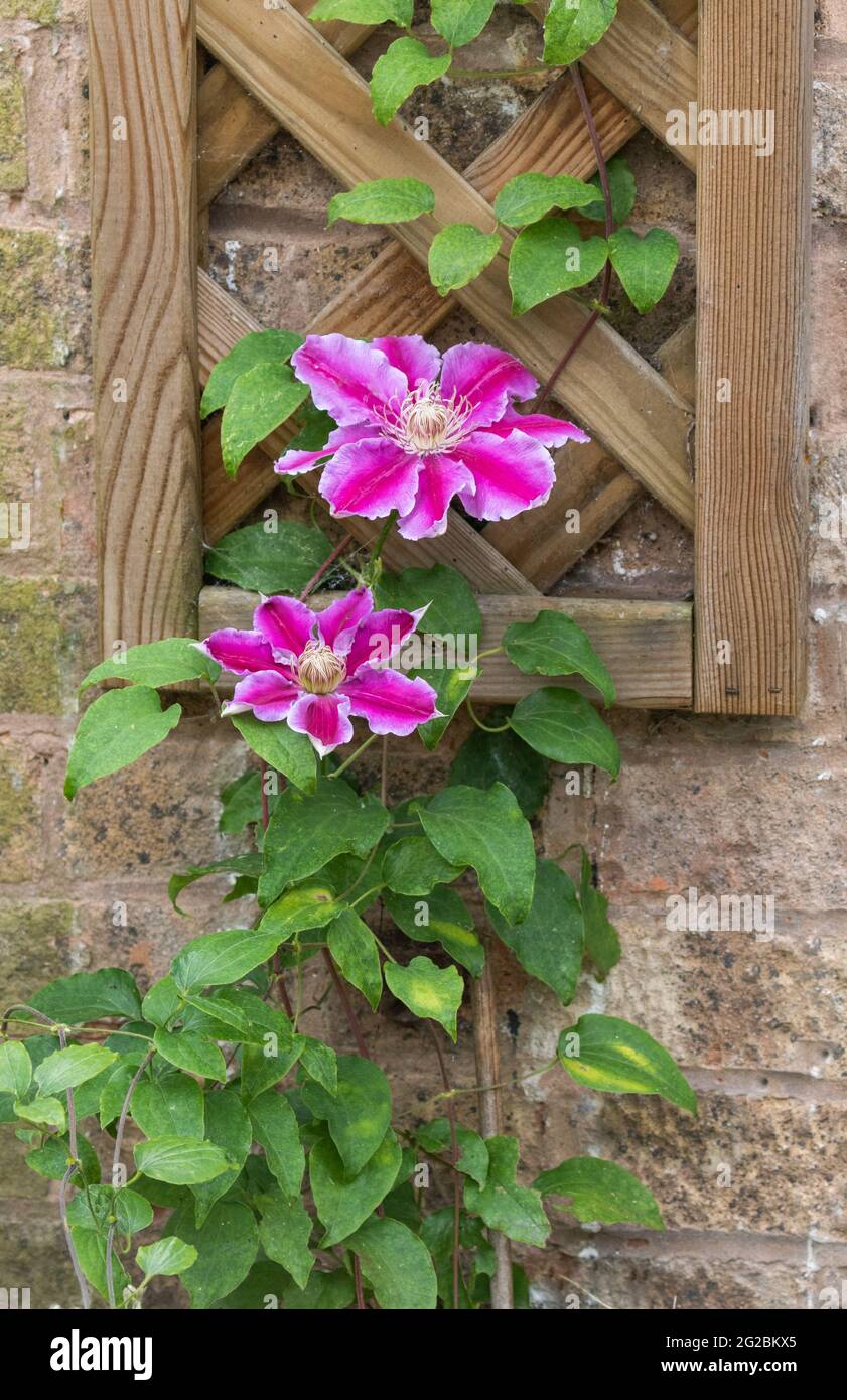 Clematis 'Kilian Donahue' growing up a lattice trellis in a Yorkshire garden in England. Stock Photo