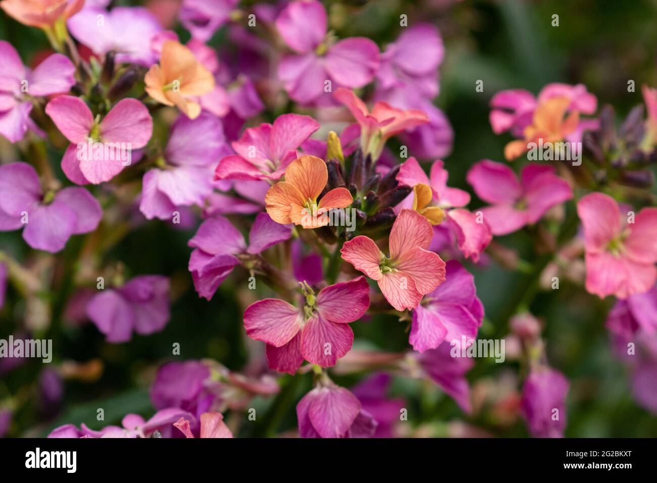 Erysimum 'Constant Cheer' in full bloom. Stock Photo
