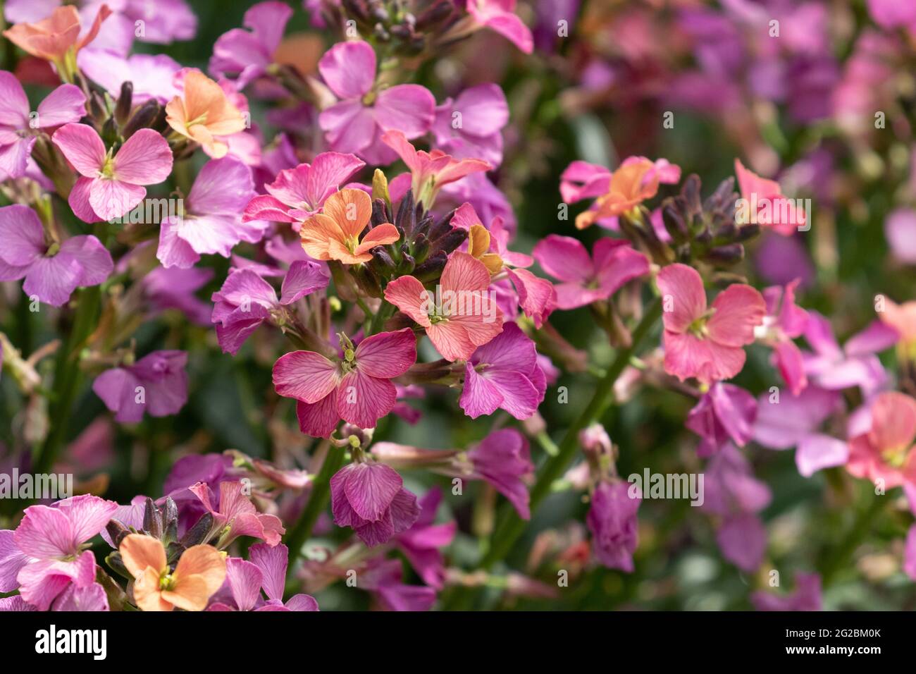 Erysimum 'Constant Cheer' in full bloom. Stock Photo