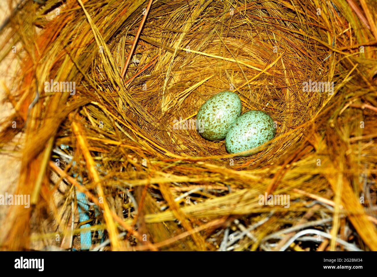 Close up of two small crow eggs in a bird nest made of rice hay, straw, selective focusing Stock Photo