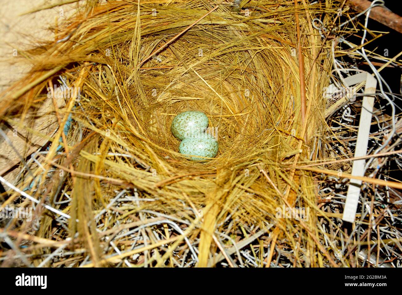 Close up of two small crow eggs in a bird nest made of rice hay, straw, selective focusing Stock Photo
