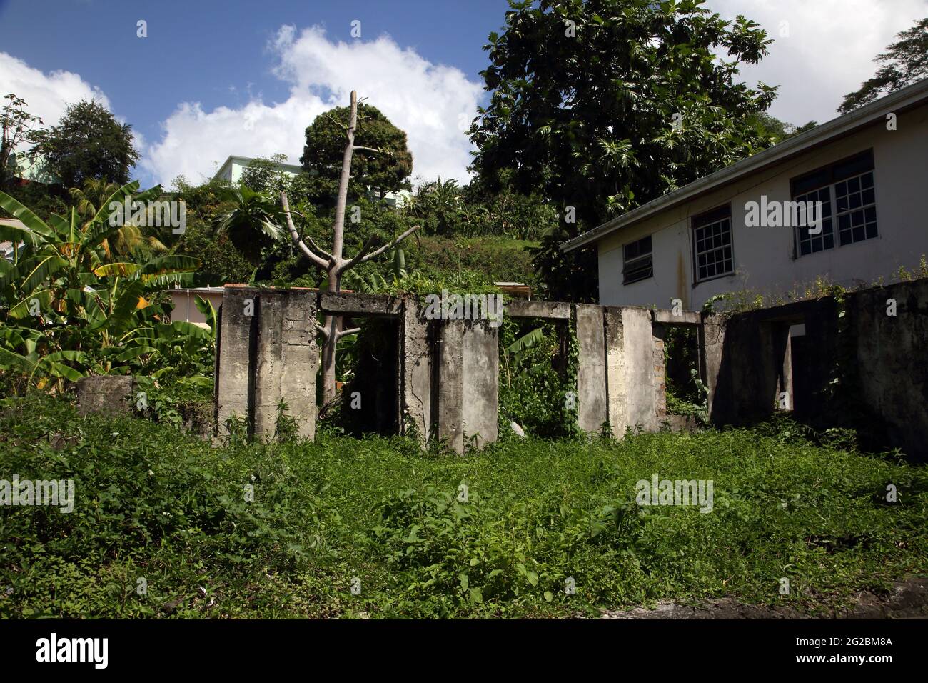 Grenada Near Gouyave Building Ruins and Banana tree Stock Photo