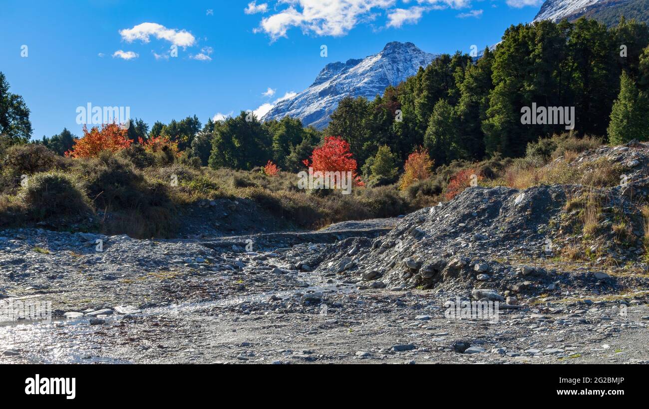 Autumn landscape north of Glenorchy in the South Island of New Zealand. A rocky riverbed runs out of the forest and snowy mountains Stock Photo