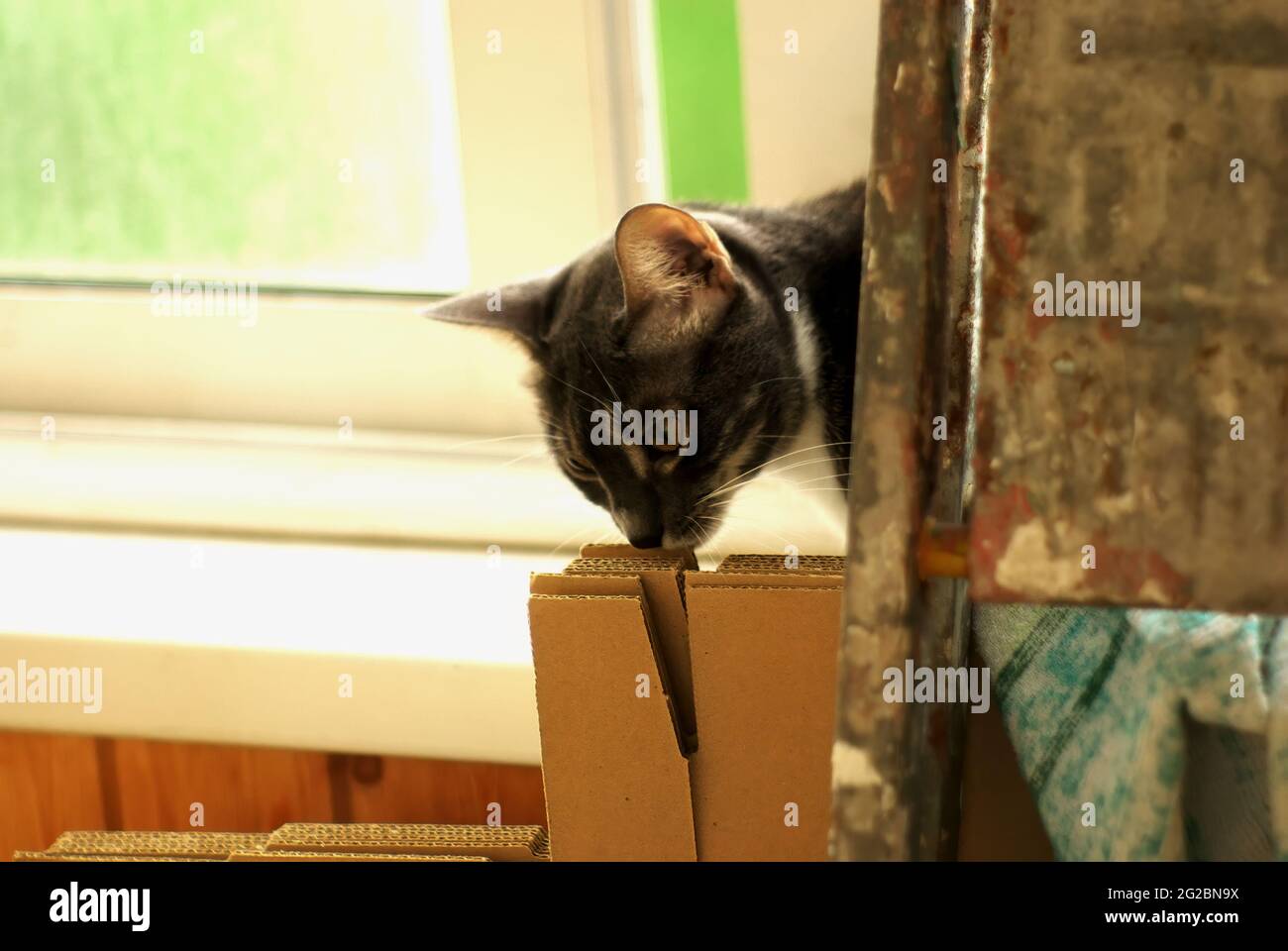 a cat sits behind a folding ladder, against the background of a window Stock Photo