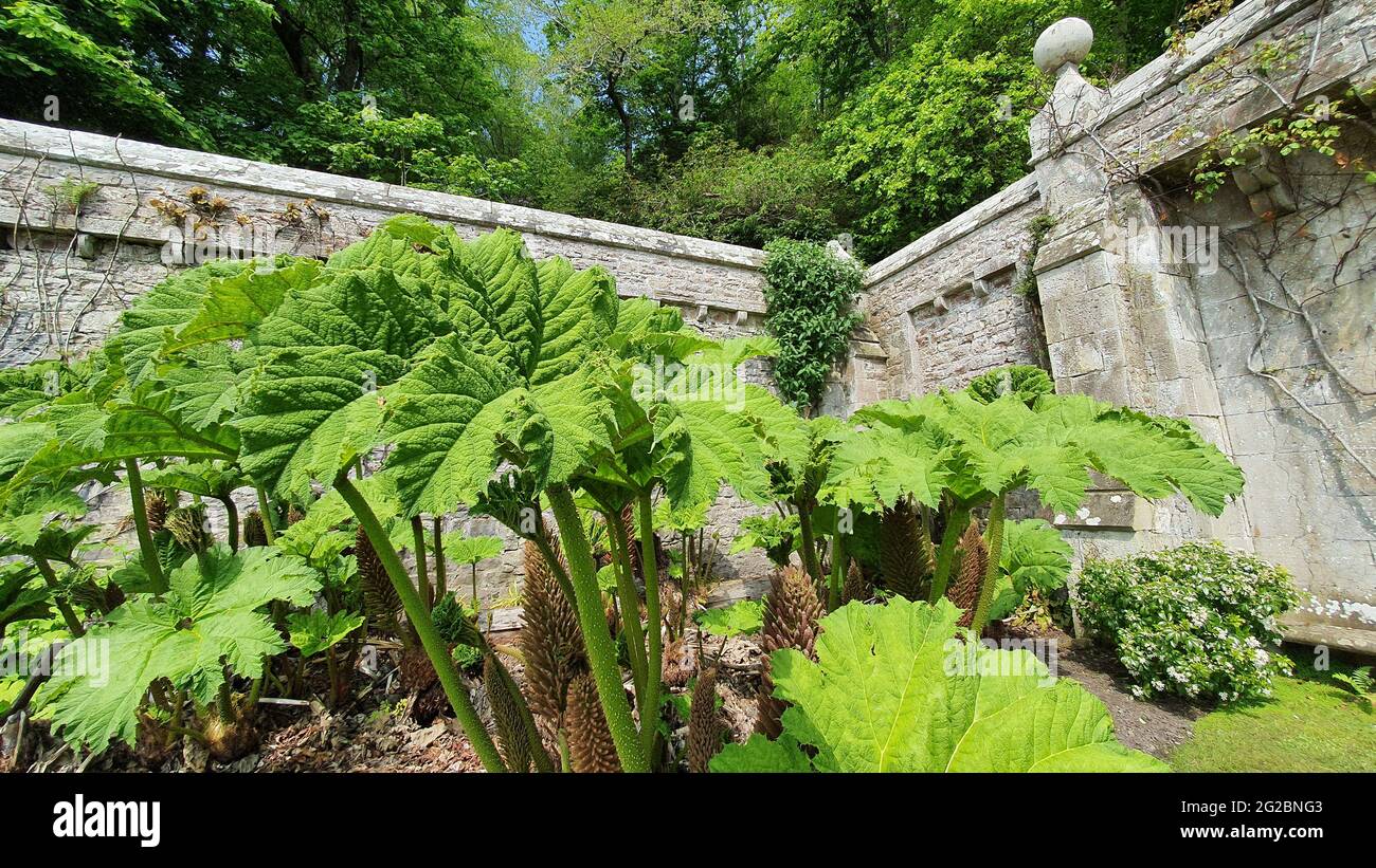 Gunnera manicata or giant rhubarb growing in garden surrounded by old wall Stock Photo