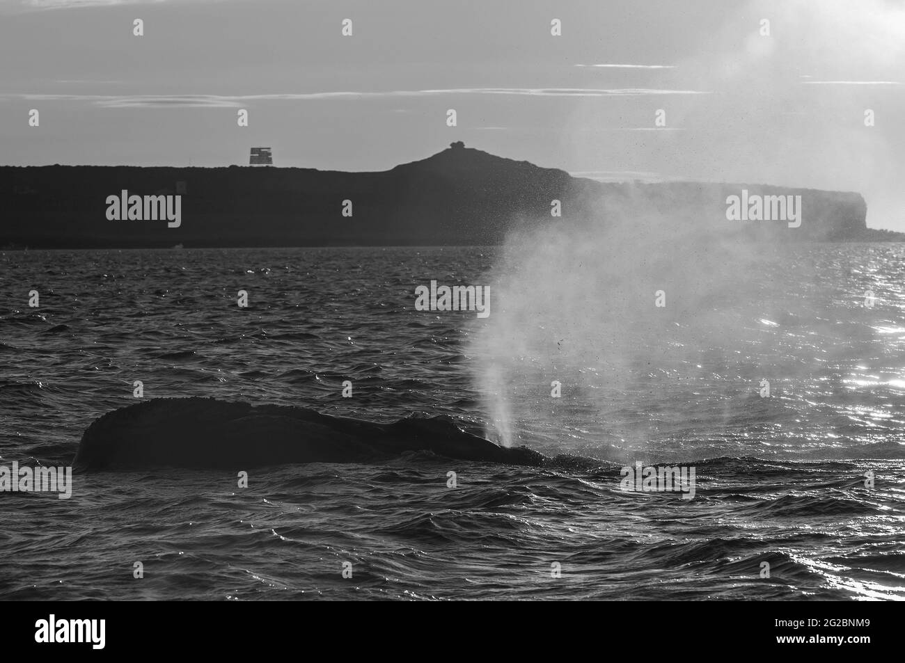 Southern Right whale tail Stock Photo - Alamy