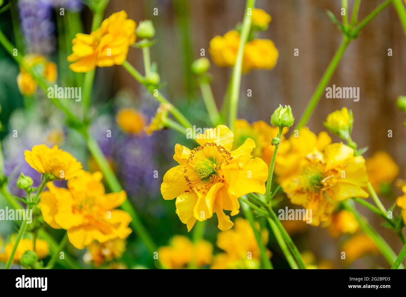 Macro shot of yellow Geum 'Lady Stratheden' flowers in a residential garden. Stock Photo