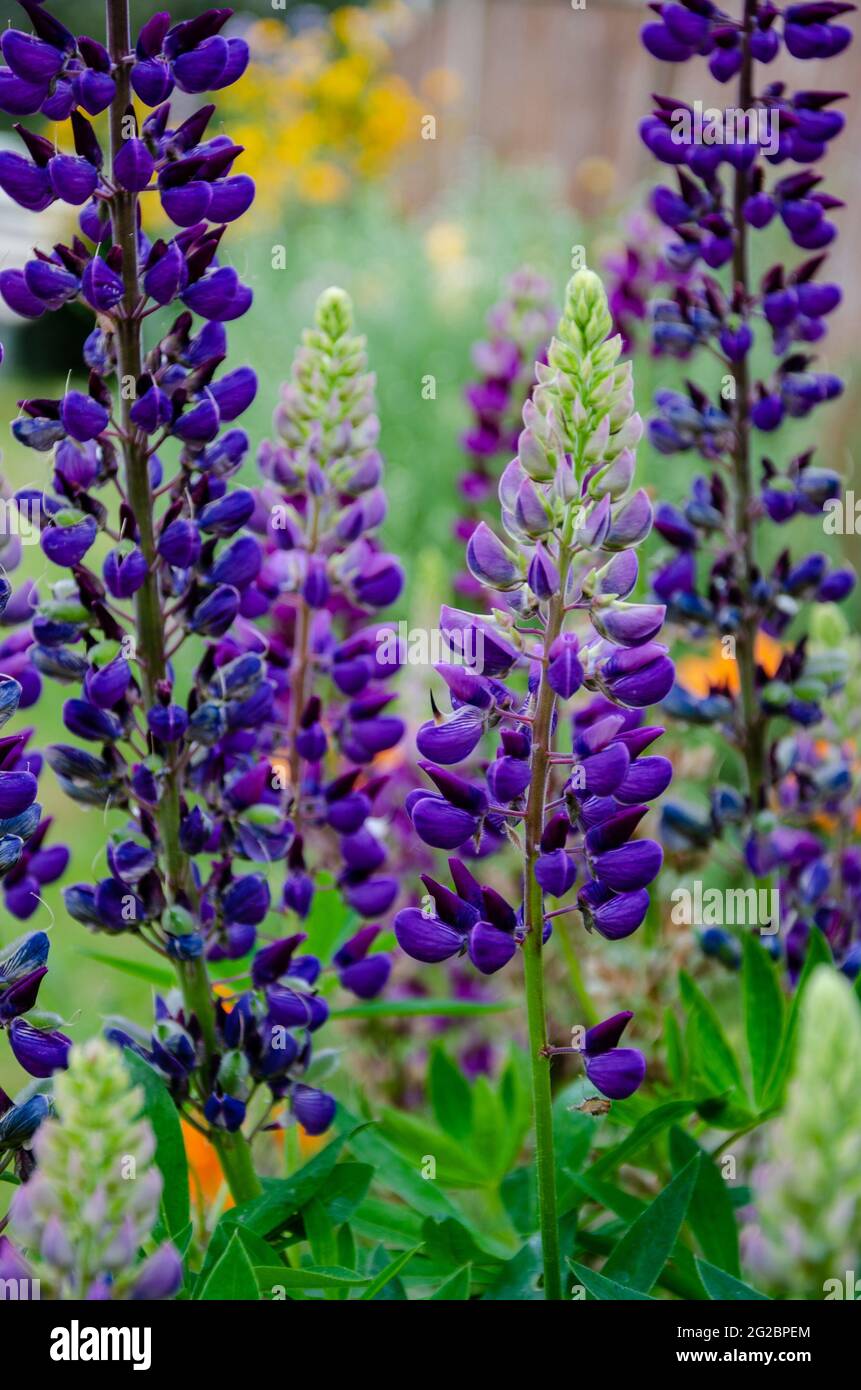 Purple lupin flowers, colourful spikes rising above the leaves of the