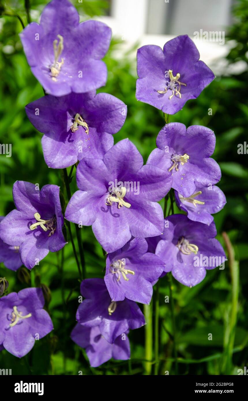 Close up view of purple Campanula Medium otherwise known as Canterbury Bells flowers. Stock Photo