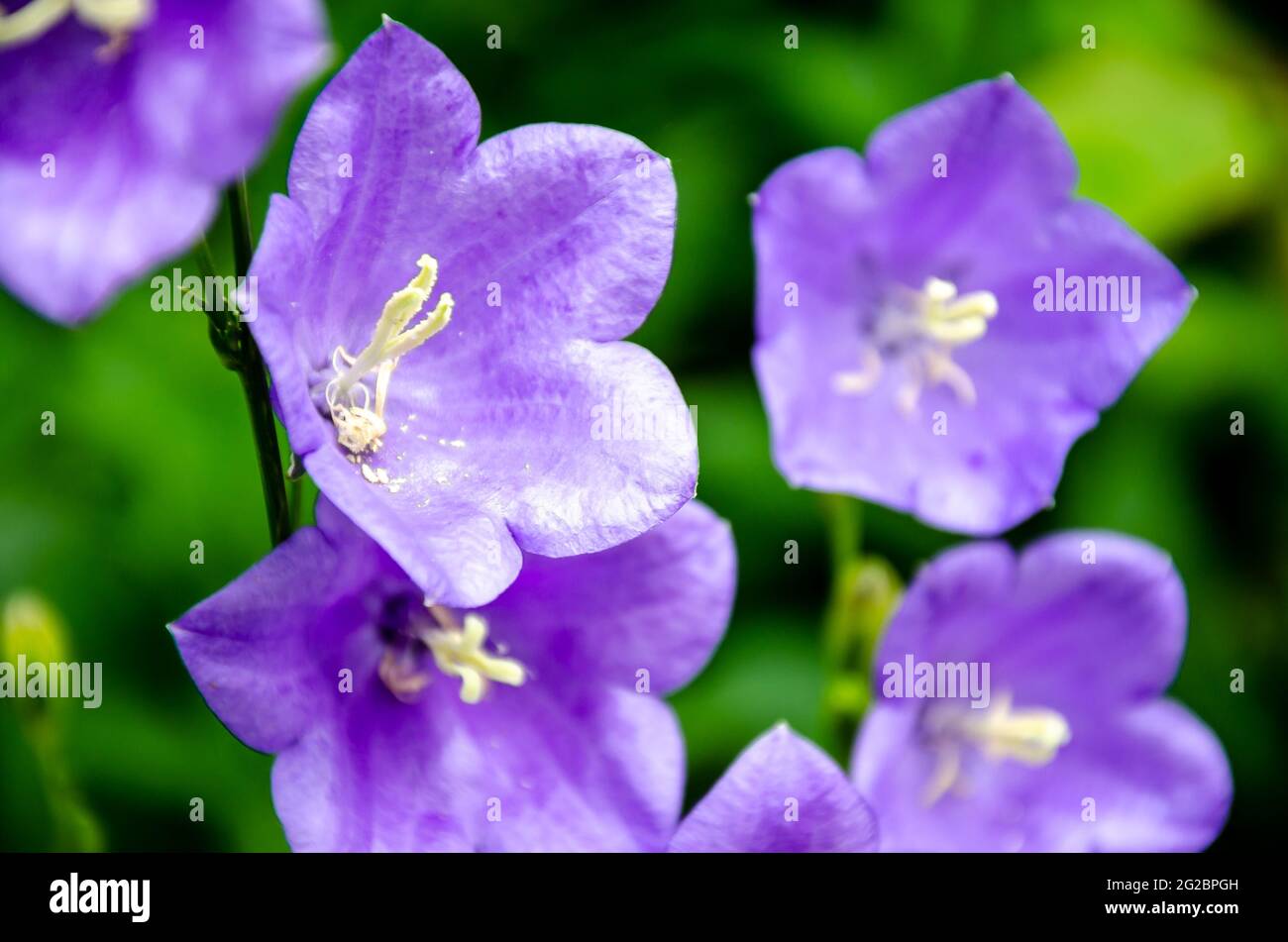 Close up view of purple Campanula Medium otherwise known as Canterbury Bells flowers. Stock Photo